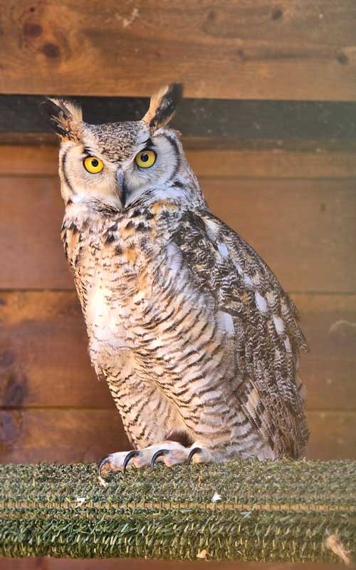 An owl perched in its enclosure