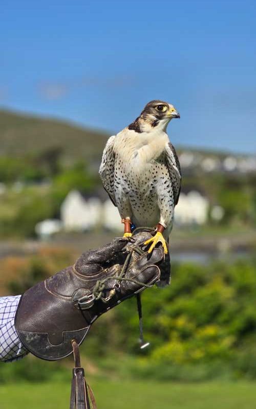 A photo of Quentin the bird