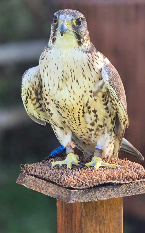 A falcon sitting on a perch