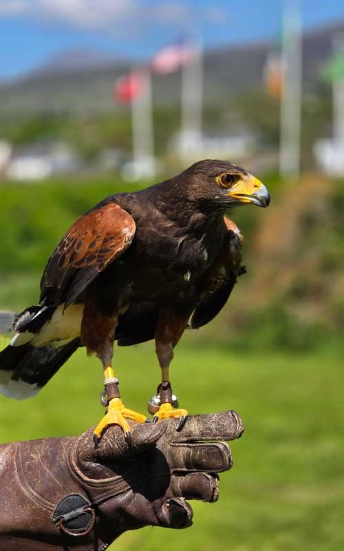Tom the hawk on a gloved hand