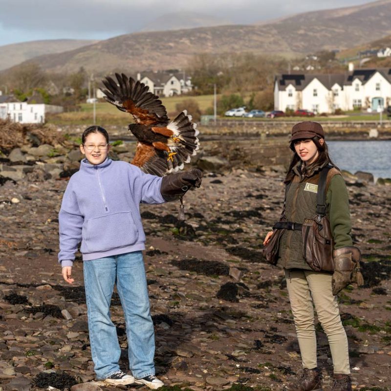 A young child near a falconer with a bird taking flight